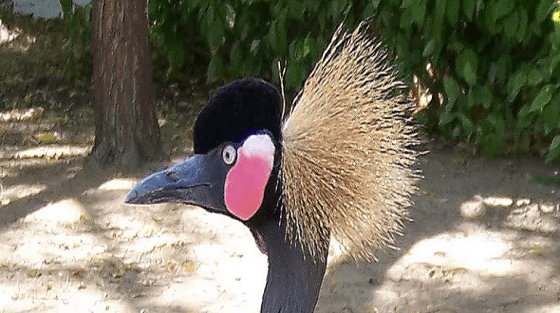 Présentation de Guere