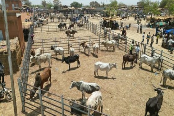 Réhabilitation du Marché à Bétail
